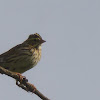 lincoln Sparrow