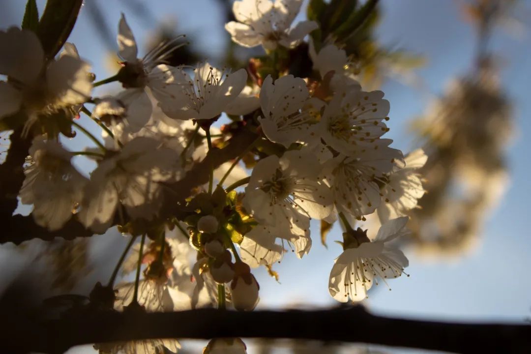 profumo di ciliegio di sofiaboretto