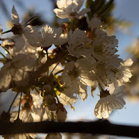 profumo di ciliegio di sofiaboretto