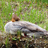 Common Merganser, female