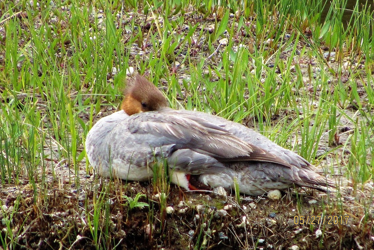 Common Merganser, female