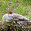 Common Merganser, female