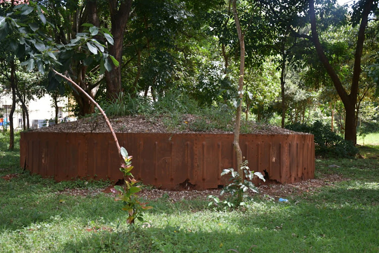 Historical 15 foot diameter fig tree reinforced with metal bar inside the Mugo wa kibiru historical site in Thika