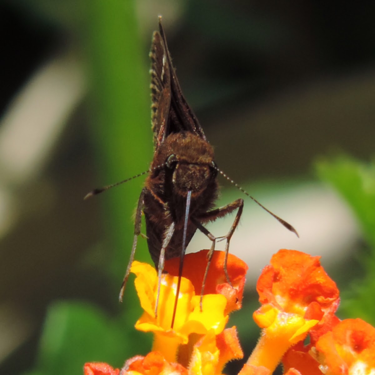 Horace's Duskywing