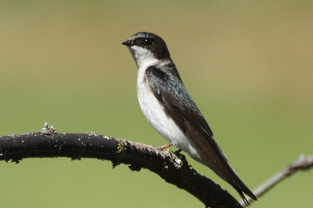 Tree Swallow (female)