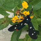 Polka-Dot Wasp Moth