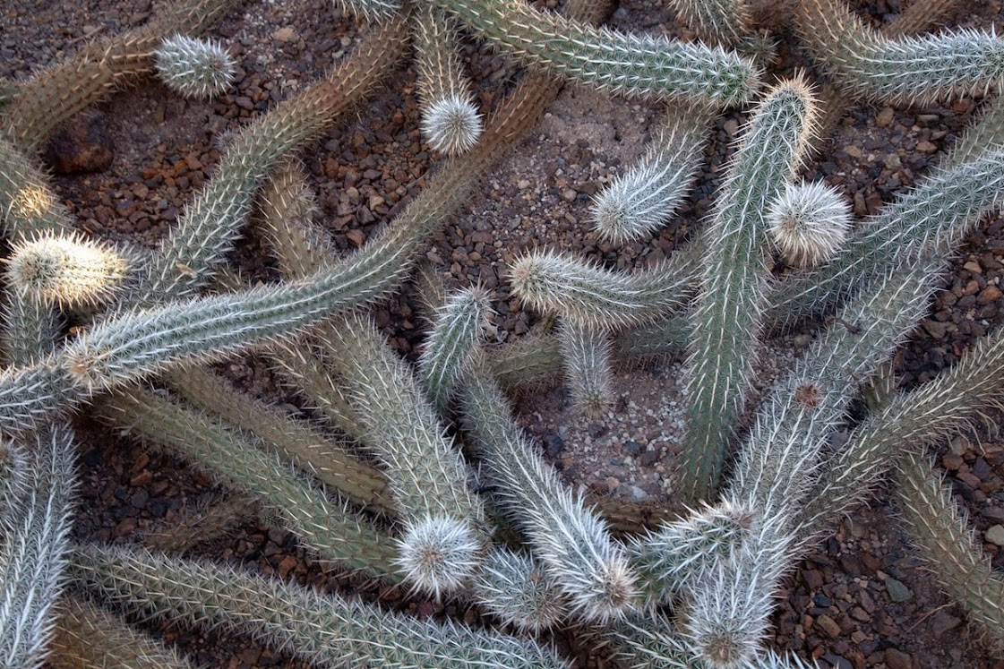 Creeping devil, o cacto rastejante do deserto