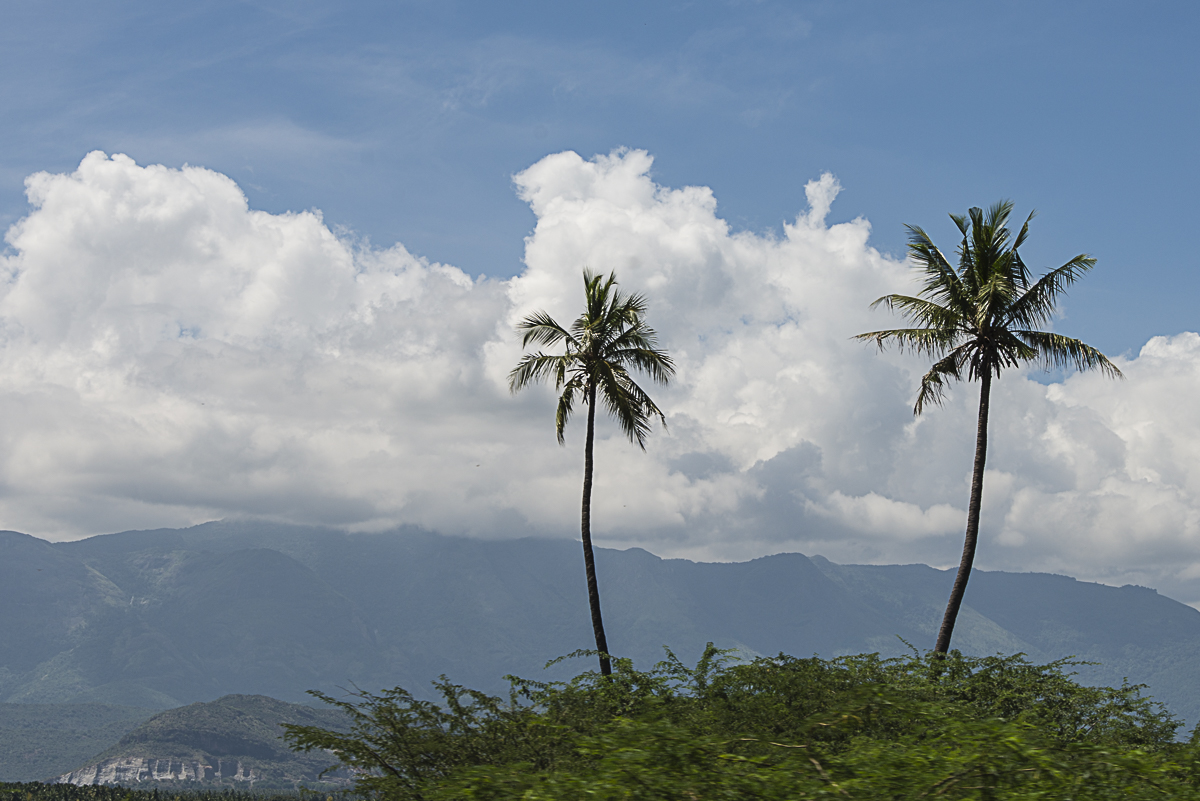 Palm trees di Olaf