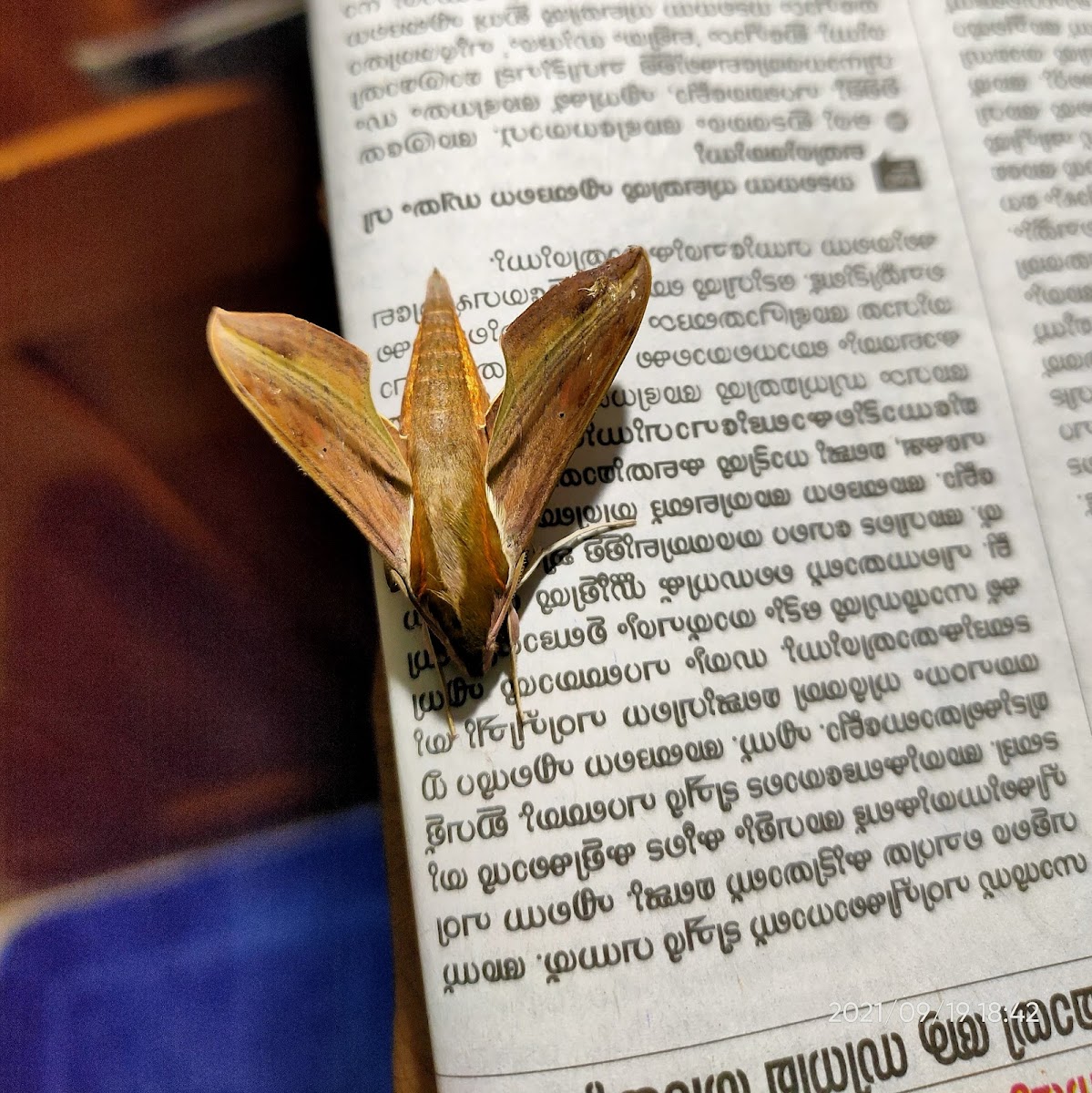 Swinhoe's striated hawkmoth