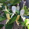 Honeysuckle