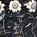 Rounded Earthstar Mushroom