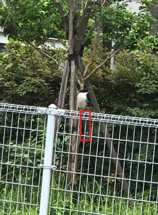 Azure-winged magpie