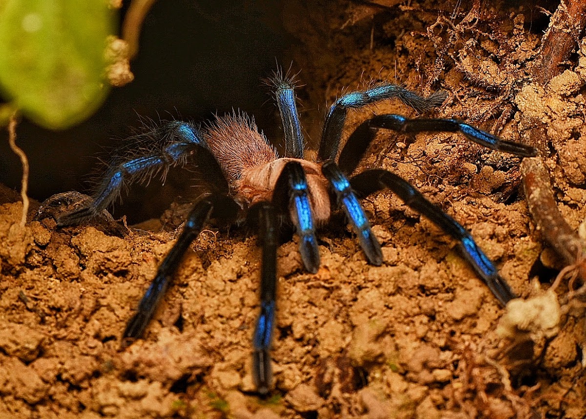 Blue-legged Tarantula