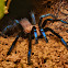 Blue-legged Tarantula