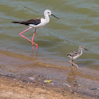 Black-winged Stilt (w/ chick)