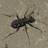 Tiger Beetles