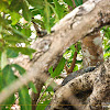 Baby Komodo Dragon In Tree