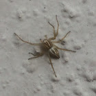 Striped Lynx Spider