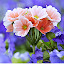 Spring New Tabs HD Wallpapers Themes