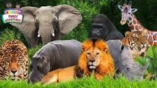 Image result for the jungle animals