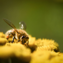 Bees collect pollen