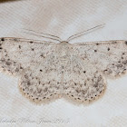 Spotted Moth