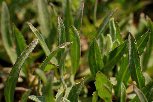 Lobelia urens