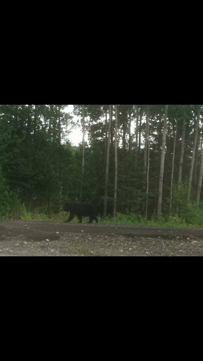 American Black Bear