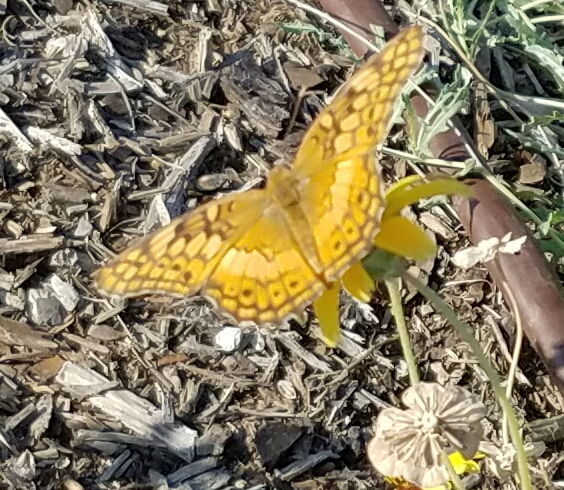 Variegated Fritillary