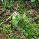 trillium