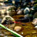 Damselfly