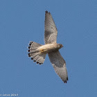 Kestrel