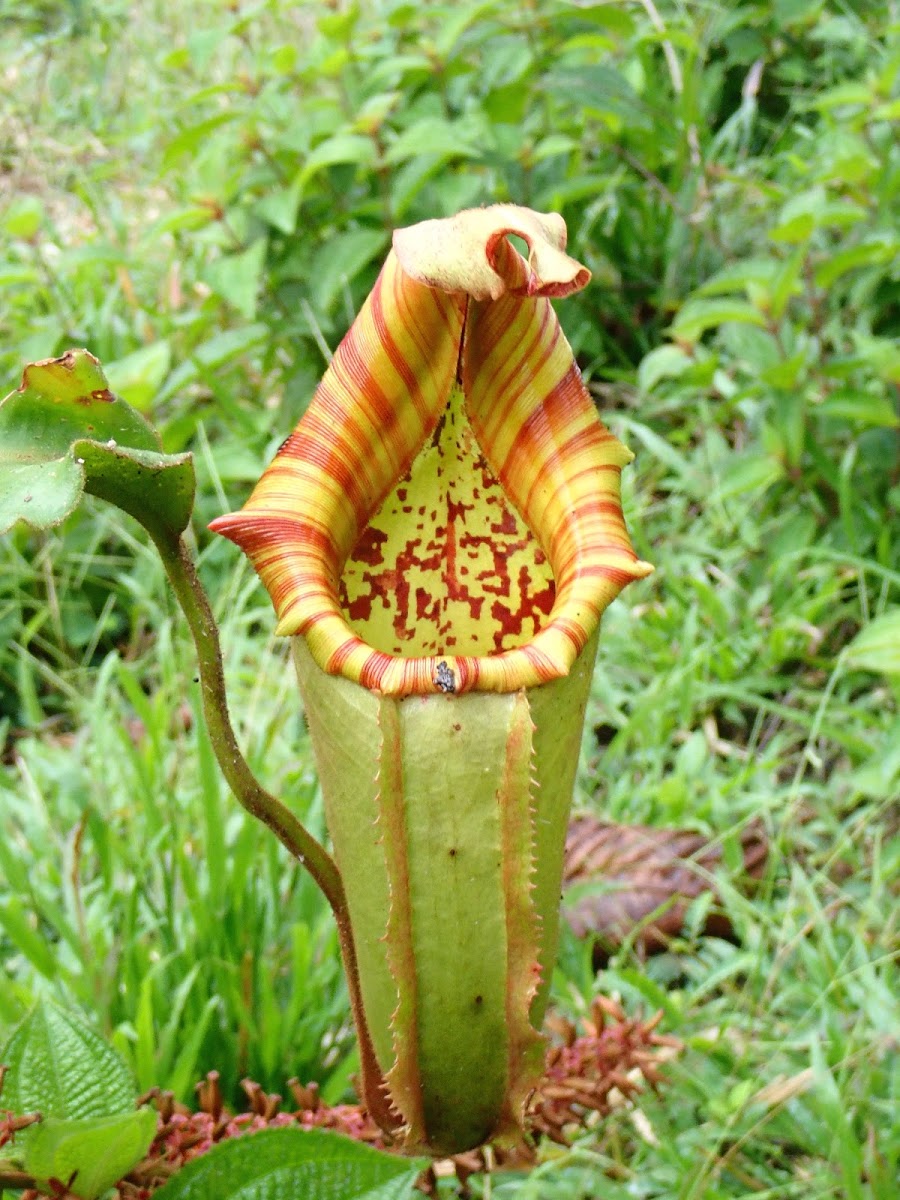 Veitch's Pitcher-Plant