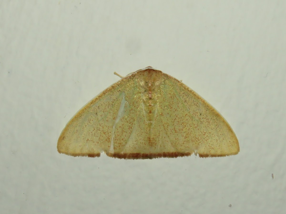 Moth