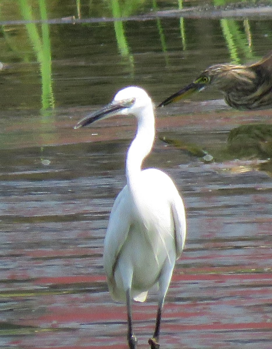 Little Egret