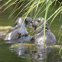 North American River Otter