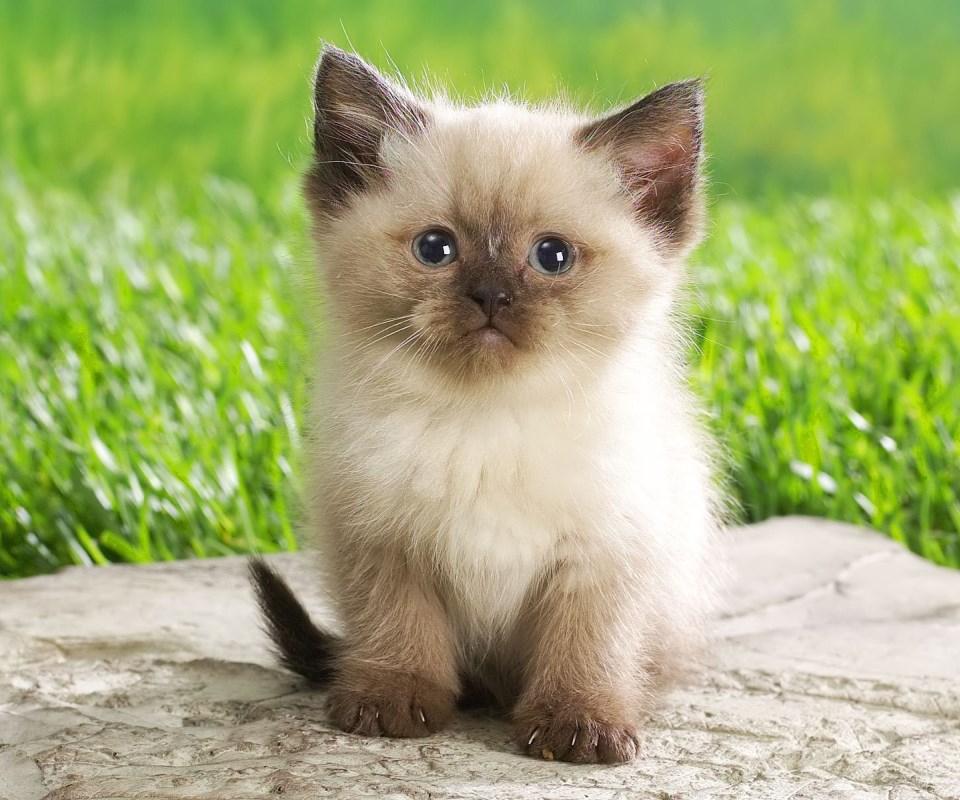  Cute  Animal  Babies Wallpaper  Android Apps  on Google Play