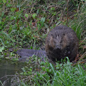 beaver