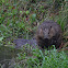 beaver