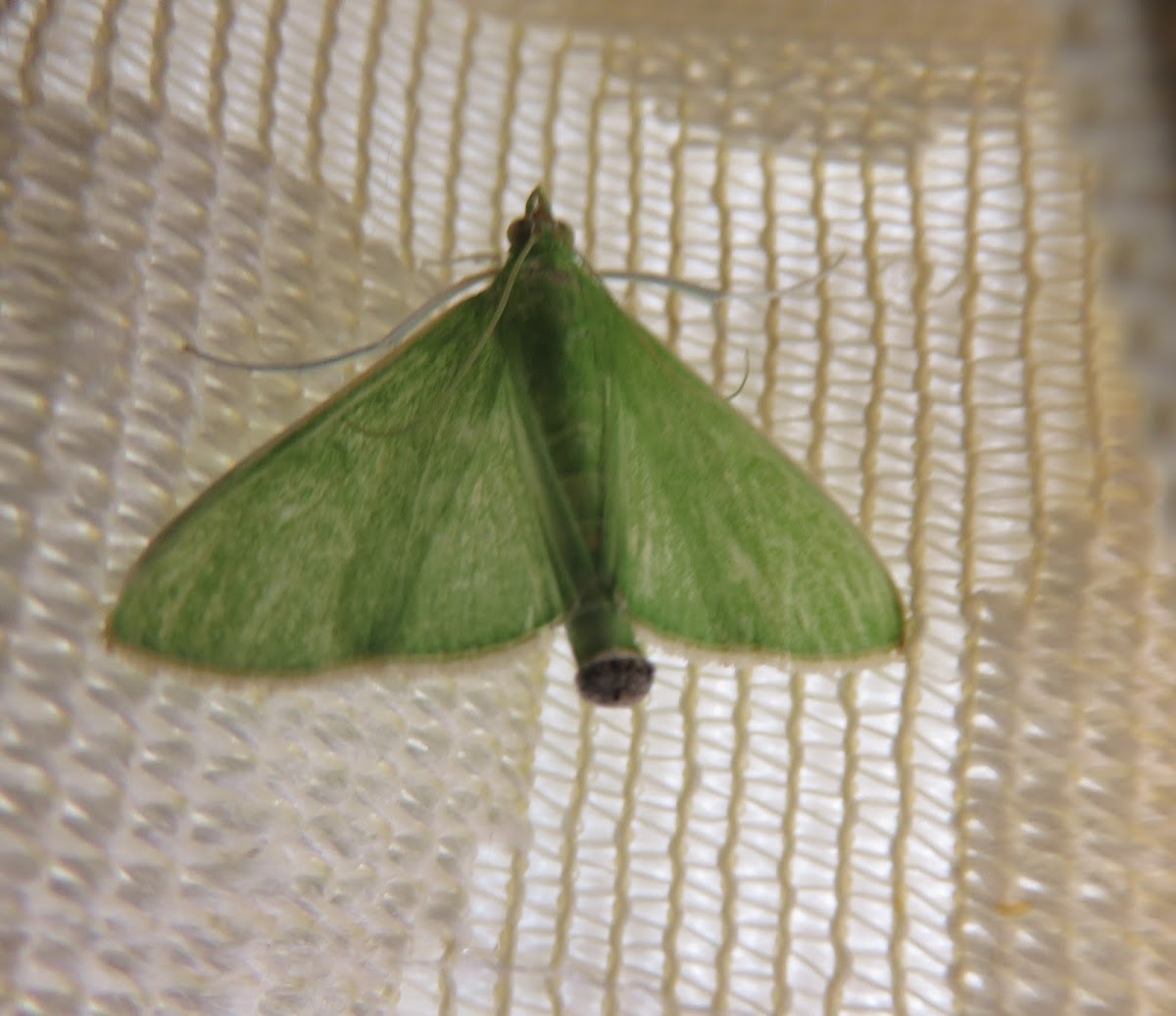 Large Milkweed Snout Moth