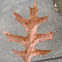 Pin Oak