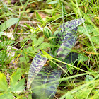 Common Spotted Orchid