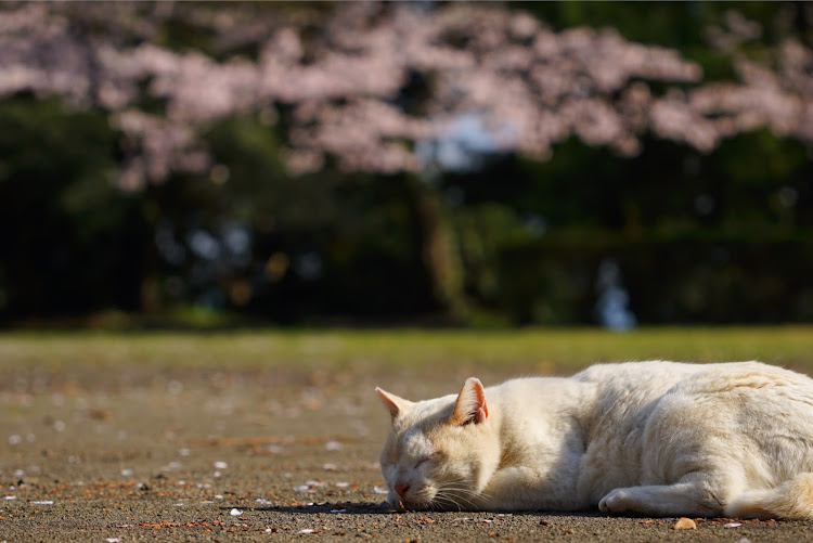 の投稿画像7枚目