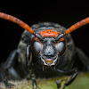 Flower Wasp