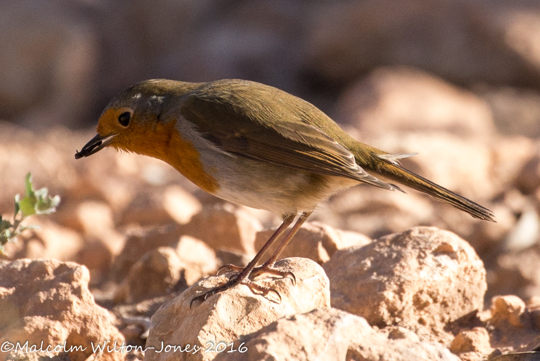 Robin; Petirrojo