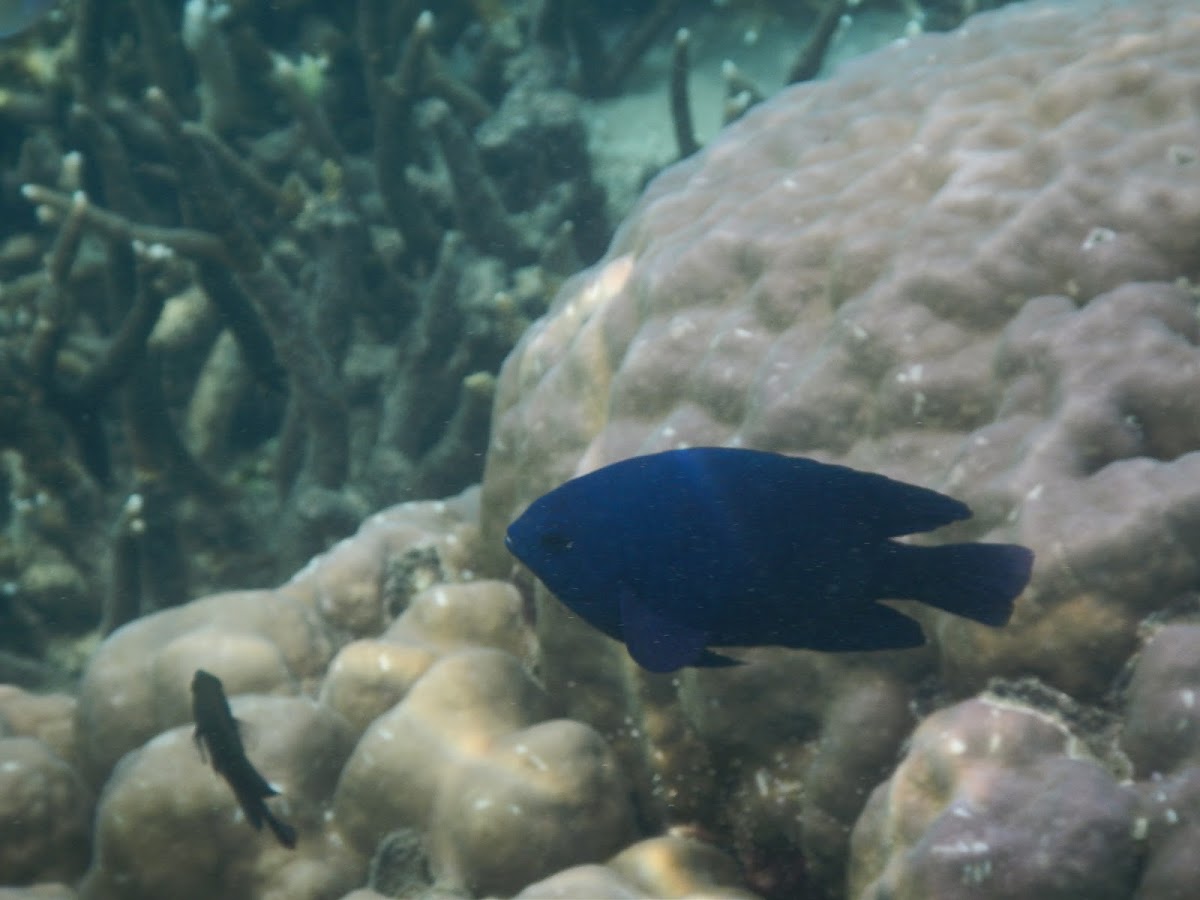 Black Damselfish