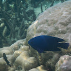 Black Damselfish