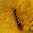 Tussock Moth Caterpillar