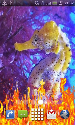 Sea Horse Live Wallpaper