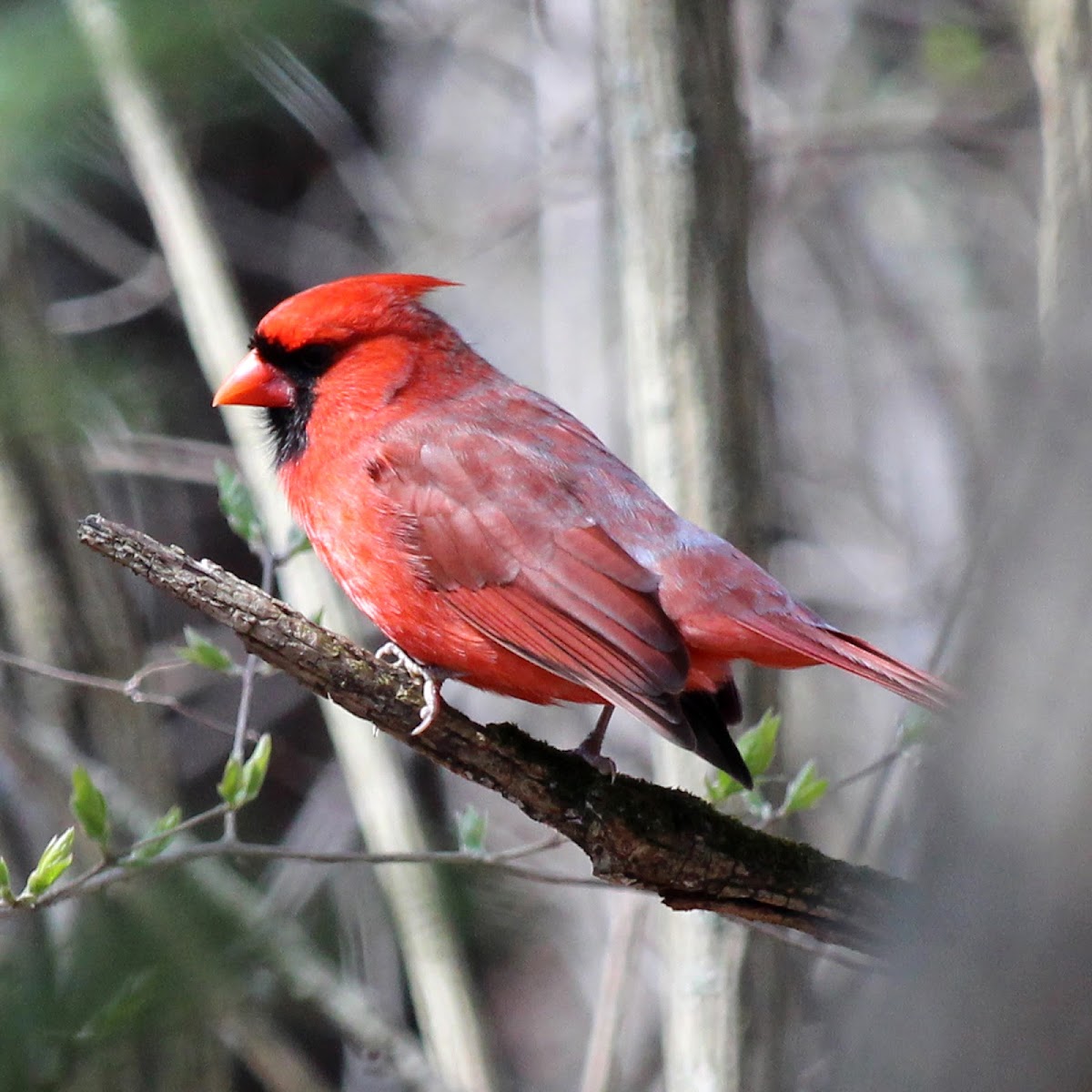 Northern Cardinal